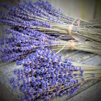 Lavender Connection 4 Dried Lavender Bouquets tied with tiwne on rustic wood table