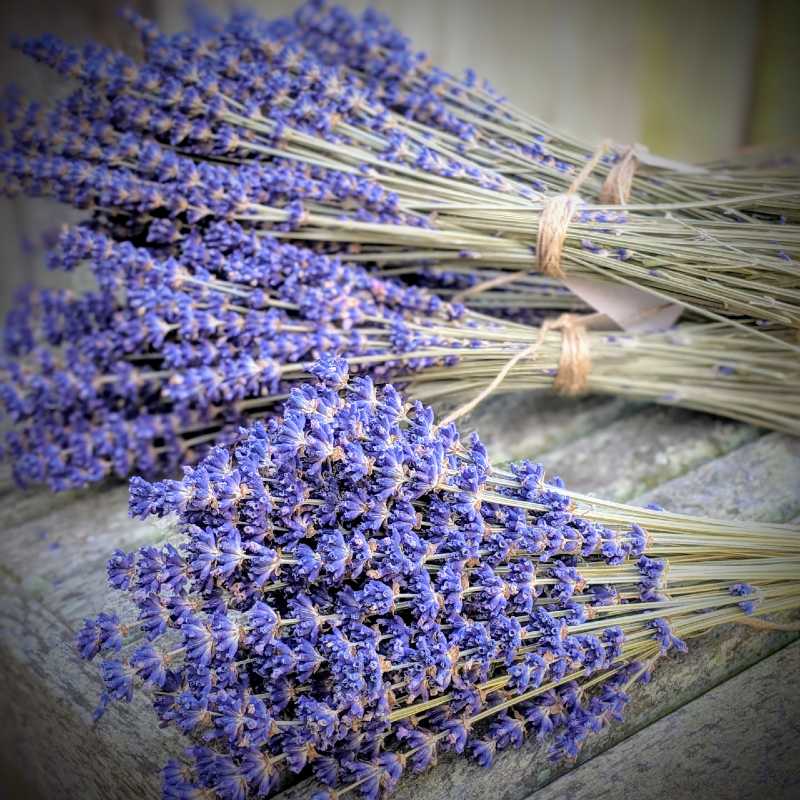 Dried Lavender Bouquet