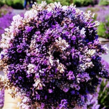 U-Cut bouquet