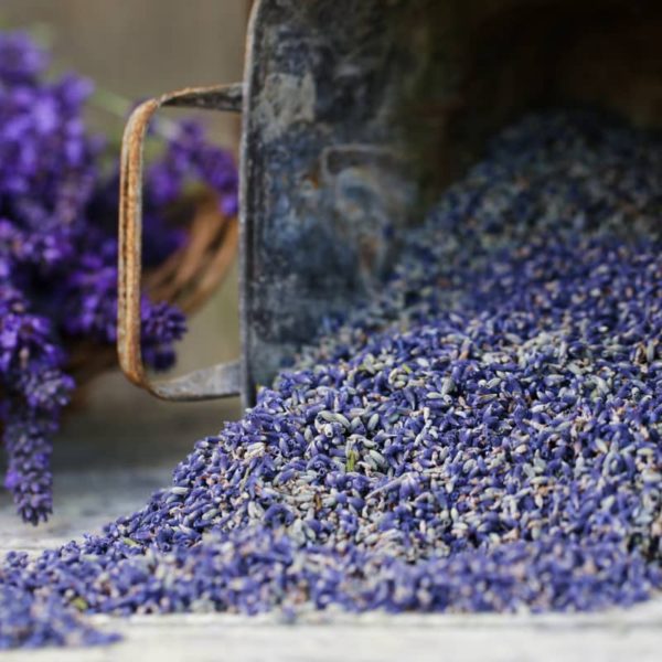 Lavender Bud - Bulk
