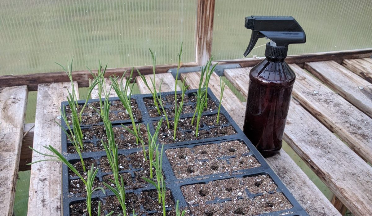 Lavender Propagation (softwood cuttings)