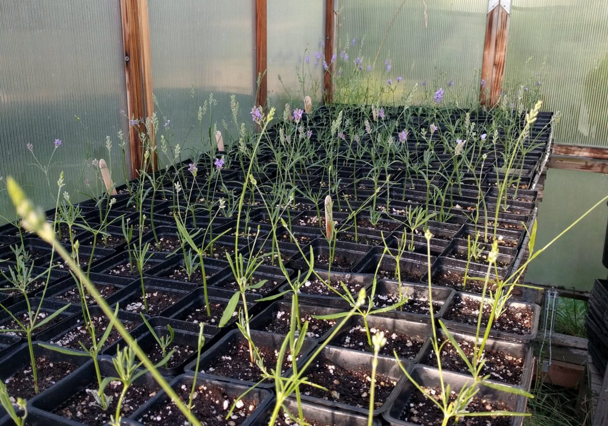 Lavender Starts in 3" pots