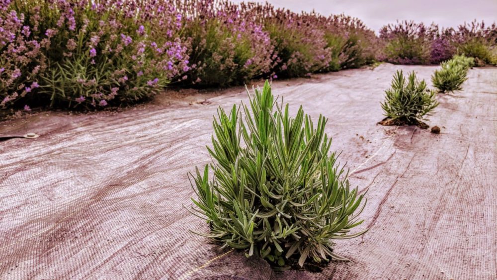 Lavender - Young Plants