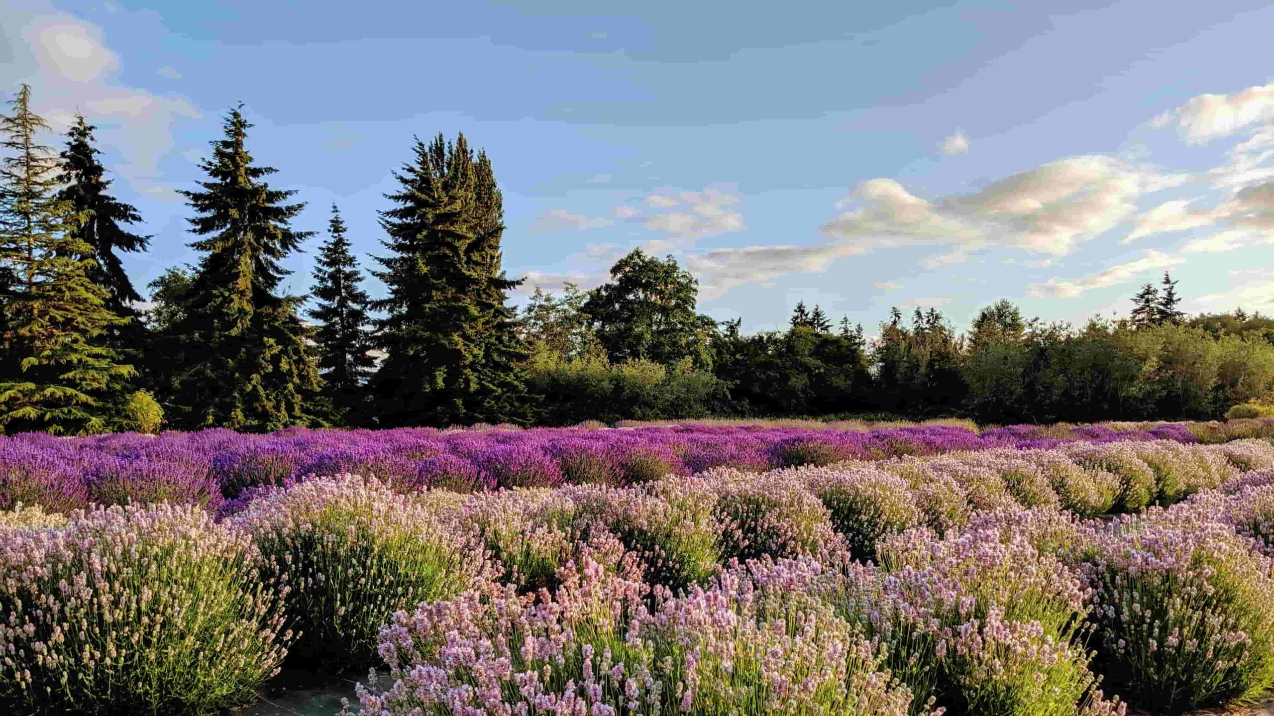 Field of lavender