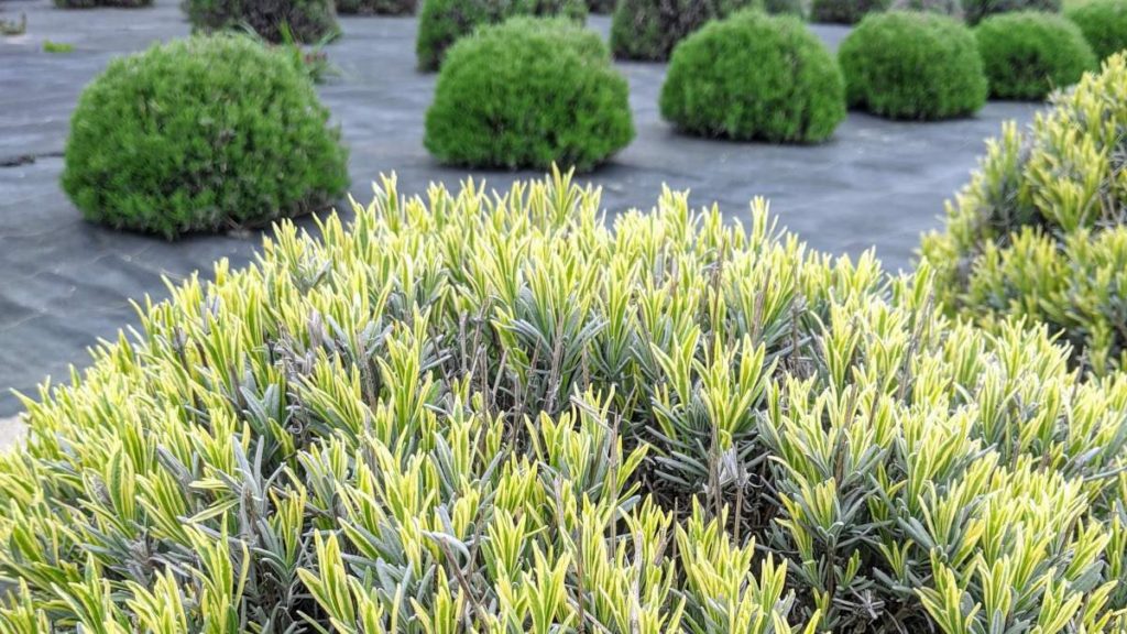 Spring Lavender Plants