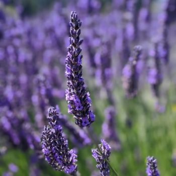 lavandula intermedia "Cascade Velvet" essential oil