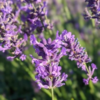 lavandula angustifolia "Folgate" essential oil