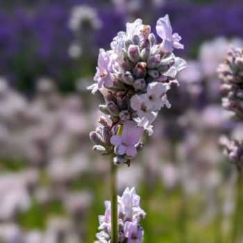 lavandula angustifolia "Hidcote Pink" essential oil