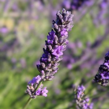 lavandula intermedia "Impress Purple" essential oil