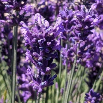 lavandula angustifolia "Lodden Blue" essential oil