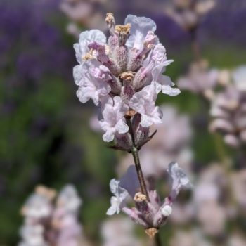 lavandula angustifolia "Melissa" essential oil