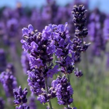 lavandula angustifolia "Royal Velvet" essential oil