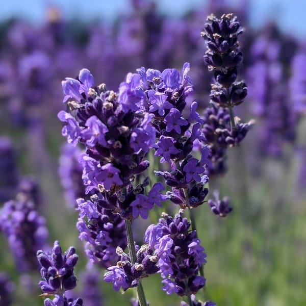 Culinary Lavender What Is Culinary Lavender Lavender Connection