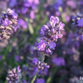 lavandula angustifolia "Sachet" essential oil