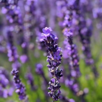 lavandula angustifolia "Sharon Roberts" essential oil