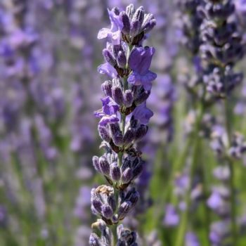 lavandula intermedia "Super" essential oil