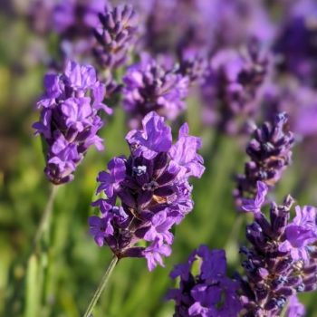 lavandula angustifolia "Tuckers Early" essential oil