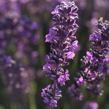 lavandula angustifolia "Violet Intrigue" essential oil