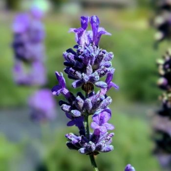 lavandula angustifolia "Pacific Blue" essential oil