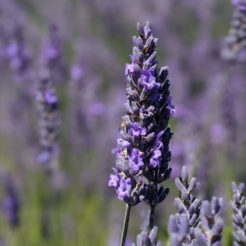 lavandula intermedia "Row 19" essential oil