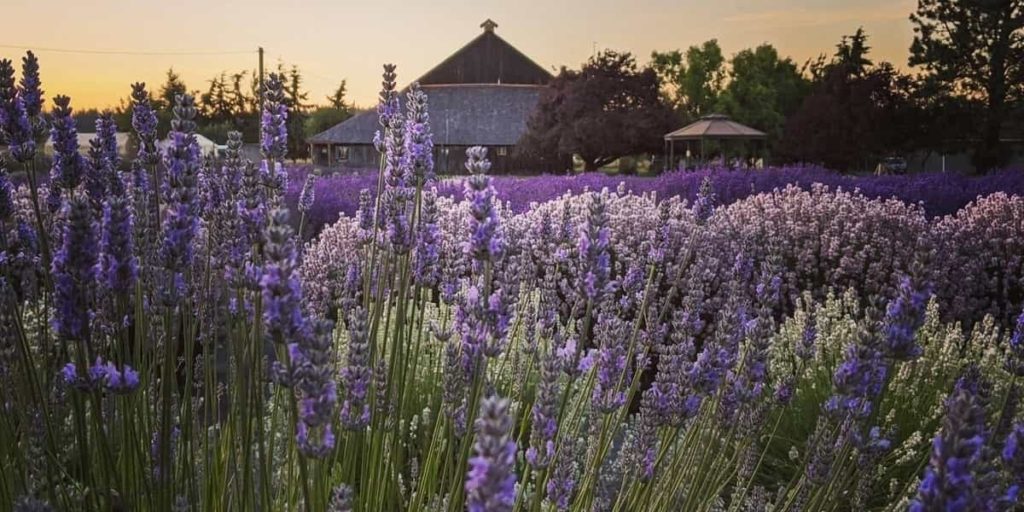 Multi-Colored Lavender Fields at sunset