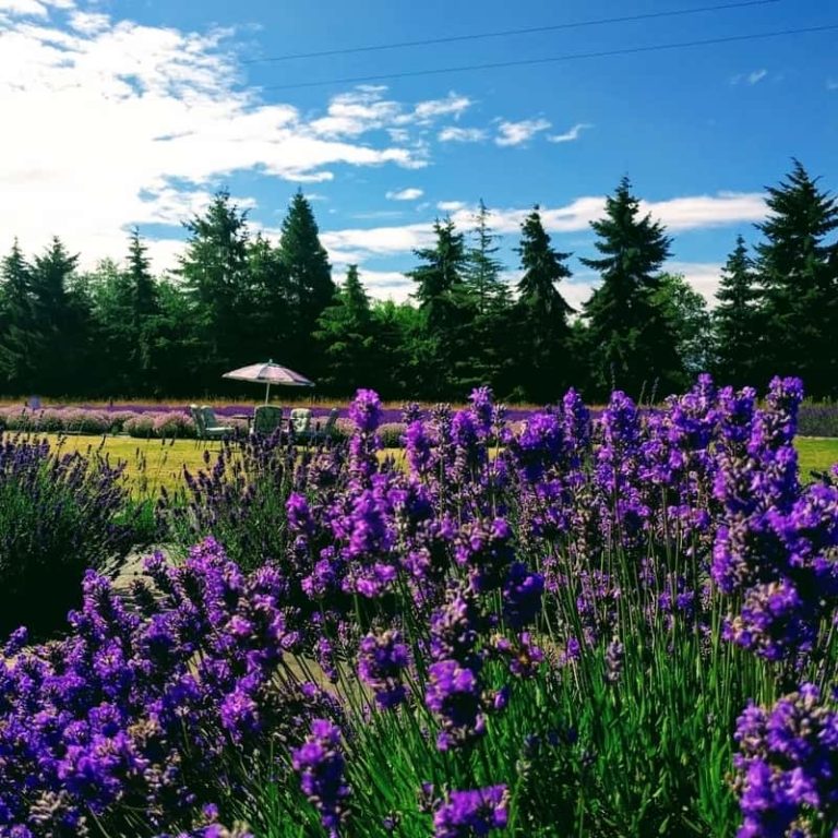 Lavender Connection Picnic Area