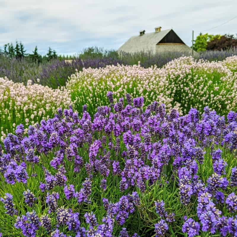 Lavender Connection farm