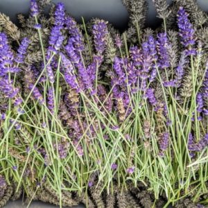 Harvested Lavender