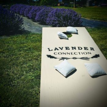Cornhole - Lavender Connection