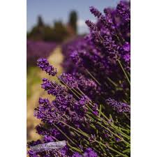 Growing lavender in Michigan: Advice for a purple garden - Gardening in  Michigan