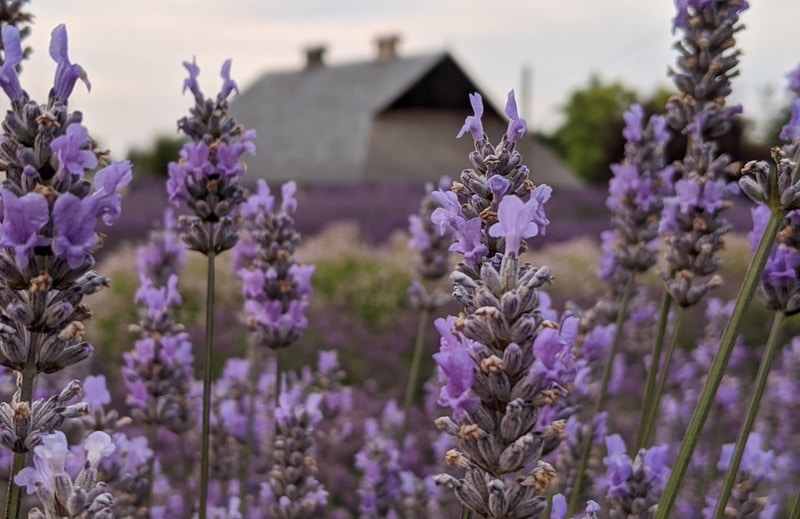 Lavender Connection multi-colored fields