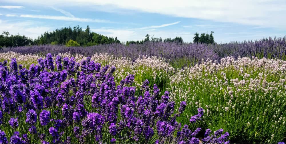 Lavender Connection multi-colored fields of lavender