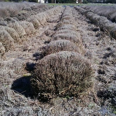 Tuckers Early Lavender, pruned