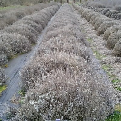 Tuckers Early Lavender, unpruned