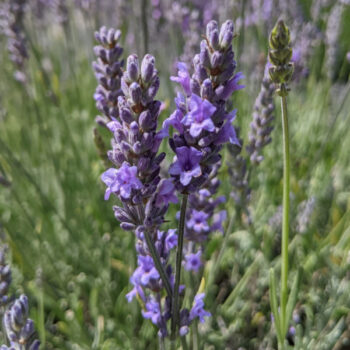 close-up of lavandula intermedia "Fred Boutin" variety, purple lavender