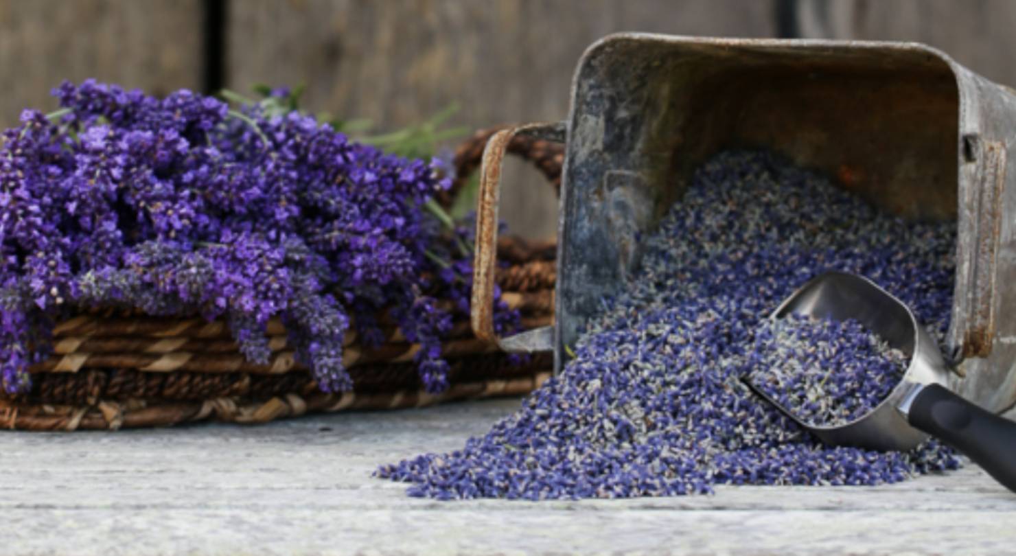 Lavender Connection Culinary Lavender Bud (dried lavender flowers), spilling out of rustic container, metal scoop, fresh lavender in background