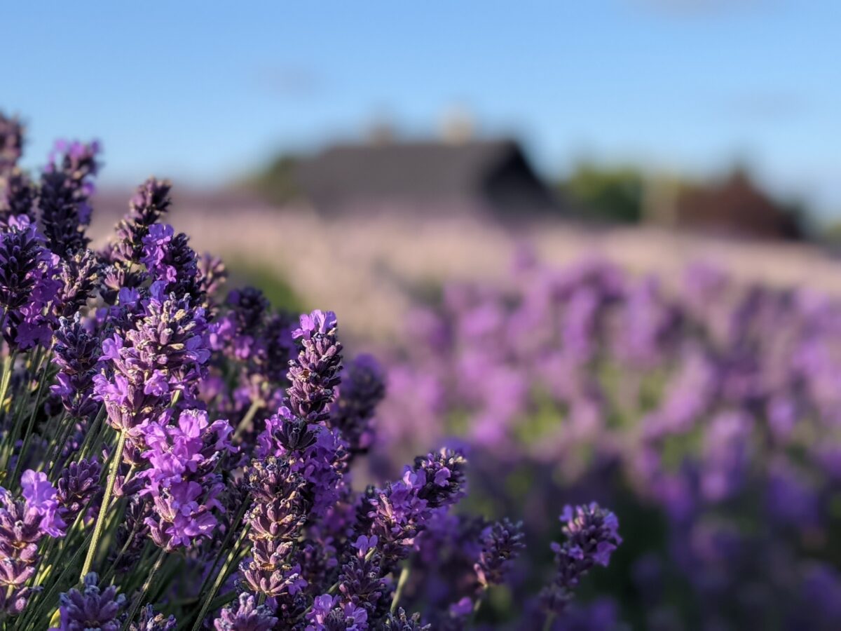 Lavender Connection lavender farm multi-colored lavender fields in bloom, with historic Lotzgesell dairy barn (out of focus) in background