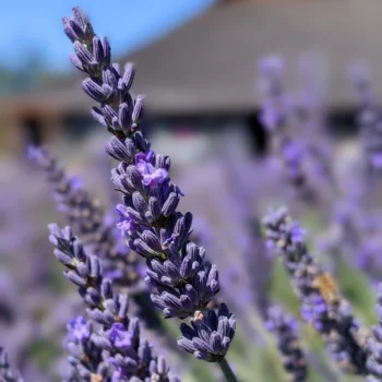 lavandula intermedia, "Abrialis" lavender essential oil