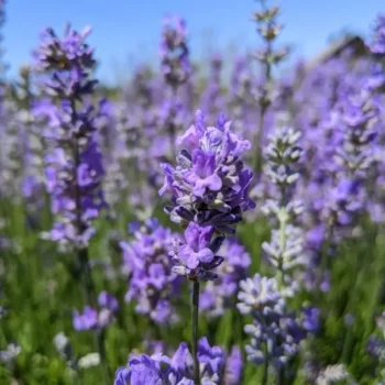 lavandula angustifolia "Cedar Blue" lavender essential oil