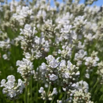 lavandula angustifolia "Arctic Snow" lavender essential oil