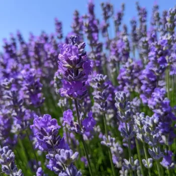 lavandula angustifolia "Blue Cushion" lavender essential oil