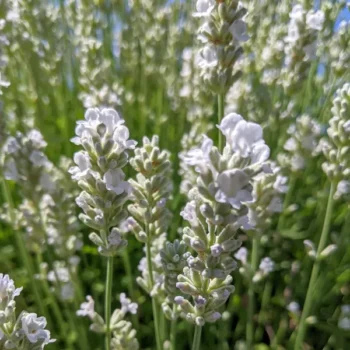 lavandula angustifolia "Blue Mountain White"