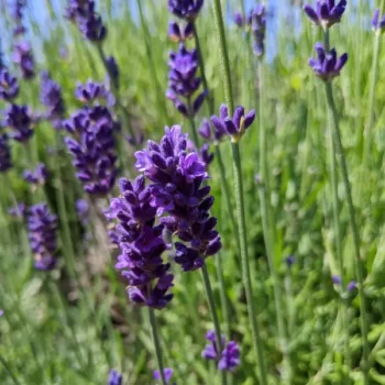 lavandula angustifolia "Hidcote Blue" lavender essential oil