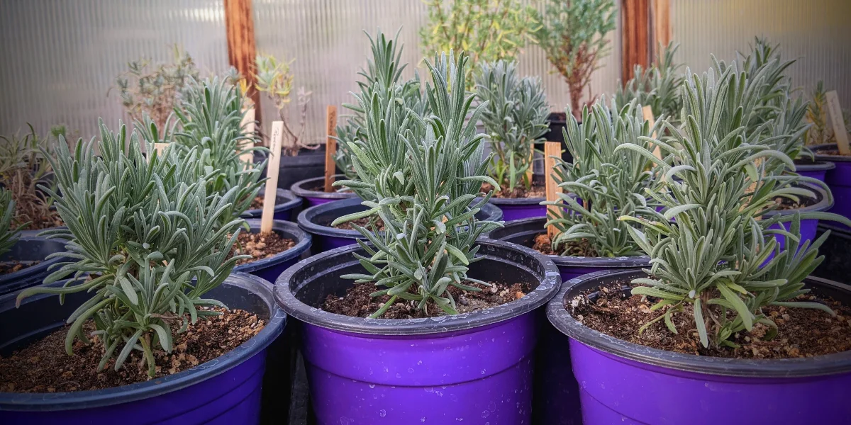 small lavender plants in purple pots