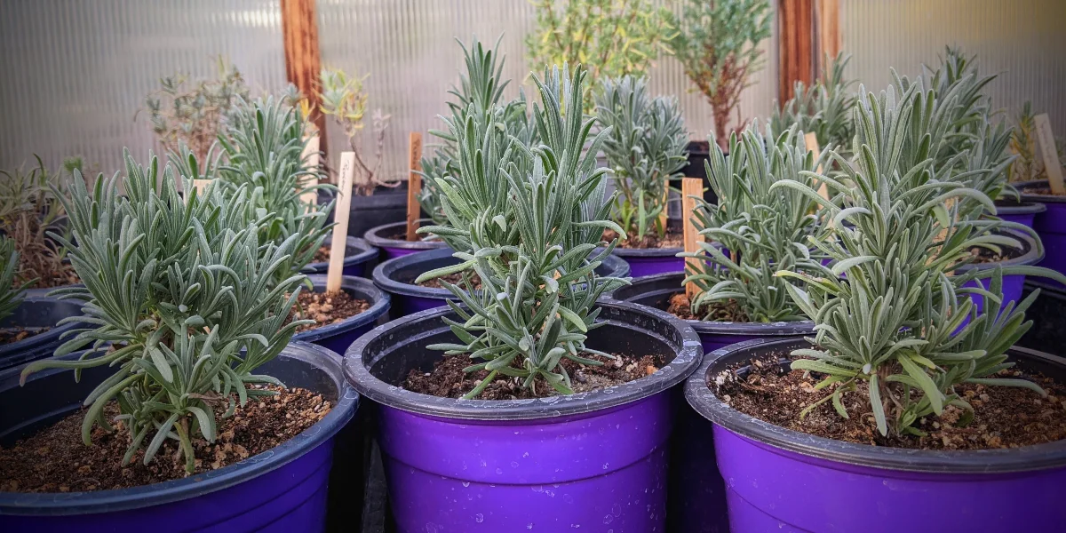 Lavender Plants - Lavender Connection