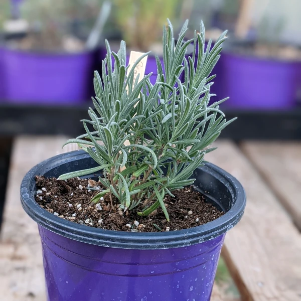 young lavender plant in purple pot