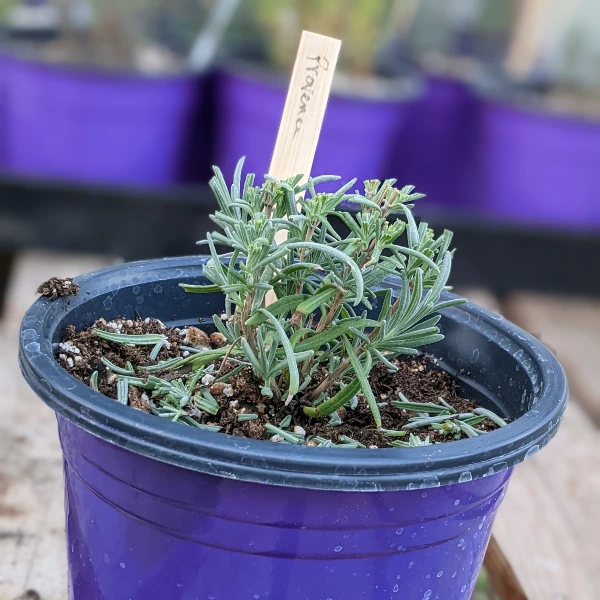 young lavender plant in purple pot