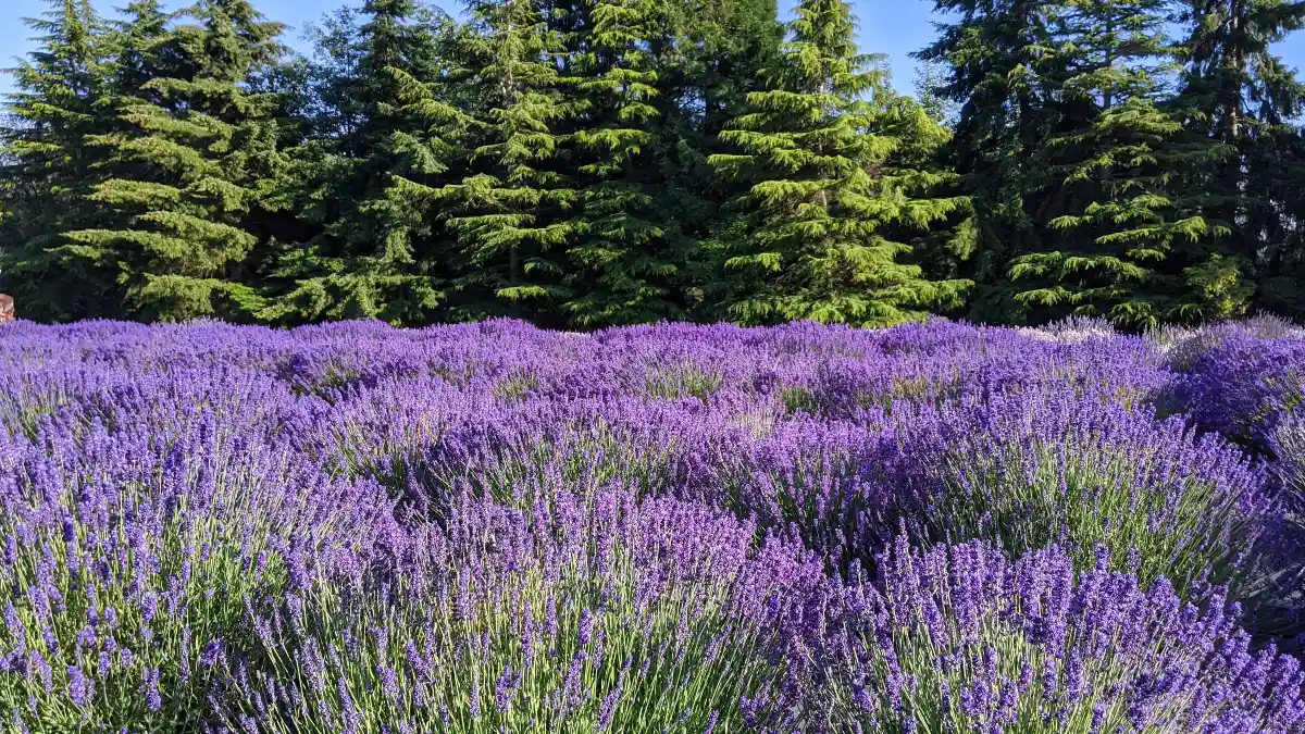 Dark purple lavender field in full bloom at Lavender Connection, one of the best lavender farms in Sequim, Washington, with evergreen trees in the background.