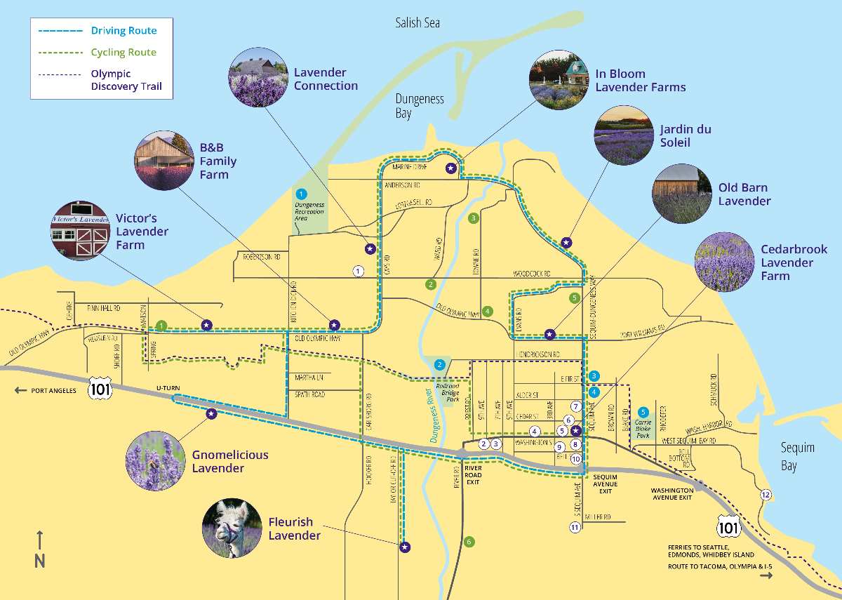 colorful map of the 2023 Sequim Lavender Trail farms, with a driving route and bicycling route