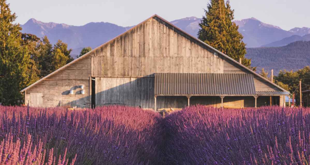 B&B Family Farm purple lavender field in bloom with barn in background